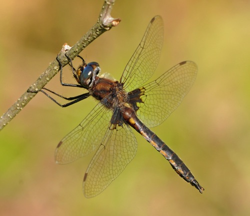 Male
2013_05_12_Floyd